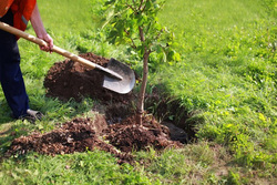 استفاده از ظرفیت‌های مردمی در طرح کاشت یک میلیارد درخت