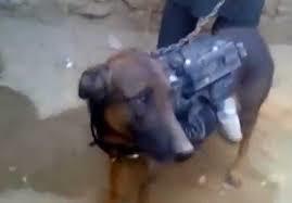 سگ آمريکايي اسير شده از سوي طالبان