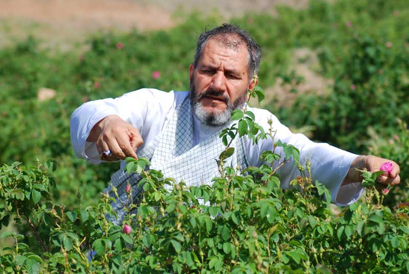 حجت?الاسلام سيد علي موسويان 