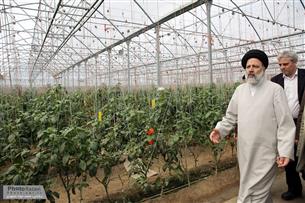 حجت الاسلام رییسی در بازدید از مزرعه نمونه
