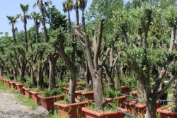 هیئتی که ۵ هزار درخت زیتون برای اشتغال زایی می‌کارد