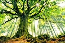 اهمیت درخت و درختکاری در اسلام