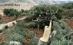 حمله شهرک‌نشینان صهیونیست به باغات فلسطینیان