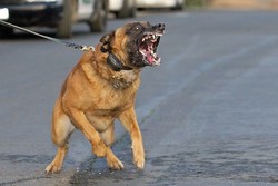 اعلام آمادگی ۳ کمیسیون مجلس شورای اسلامی برای حل معضل «سگ گردانی»