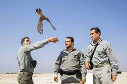 پرندگان شکاری در زمین و آسمان کشورمان آسان صید می‌شوند