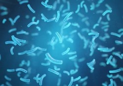 باکتری شیگلا عامل شیوع بیماری گوارشی در شهرستان اسدآباد