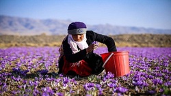 برداشت زعفران از زمینهای ارغوانی کویر