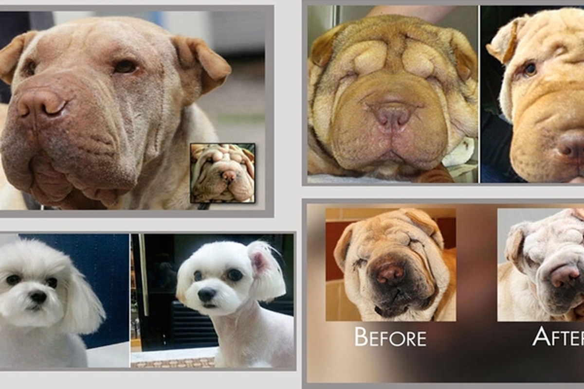 صف جراحی زیبایی یقه حیوانات خانگی را هم گرفت