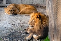 سرقت یک قلاده شیر از باغ وحش ساری
