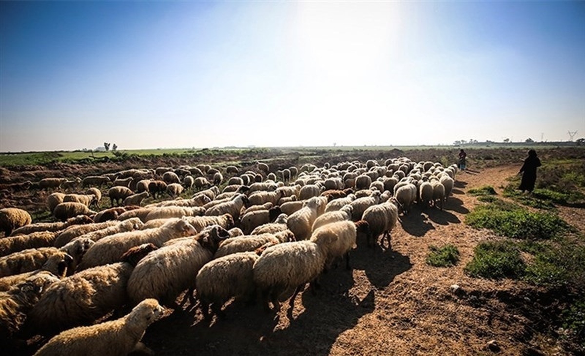 پاکستان، عامل ورود تب برفکی به ایران