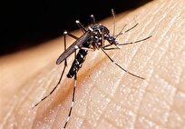 ابتلای ۱۱۳۳ نفر در کشور به تب دنگی/وجود پشه آئدس در ۱۱ استان ایران