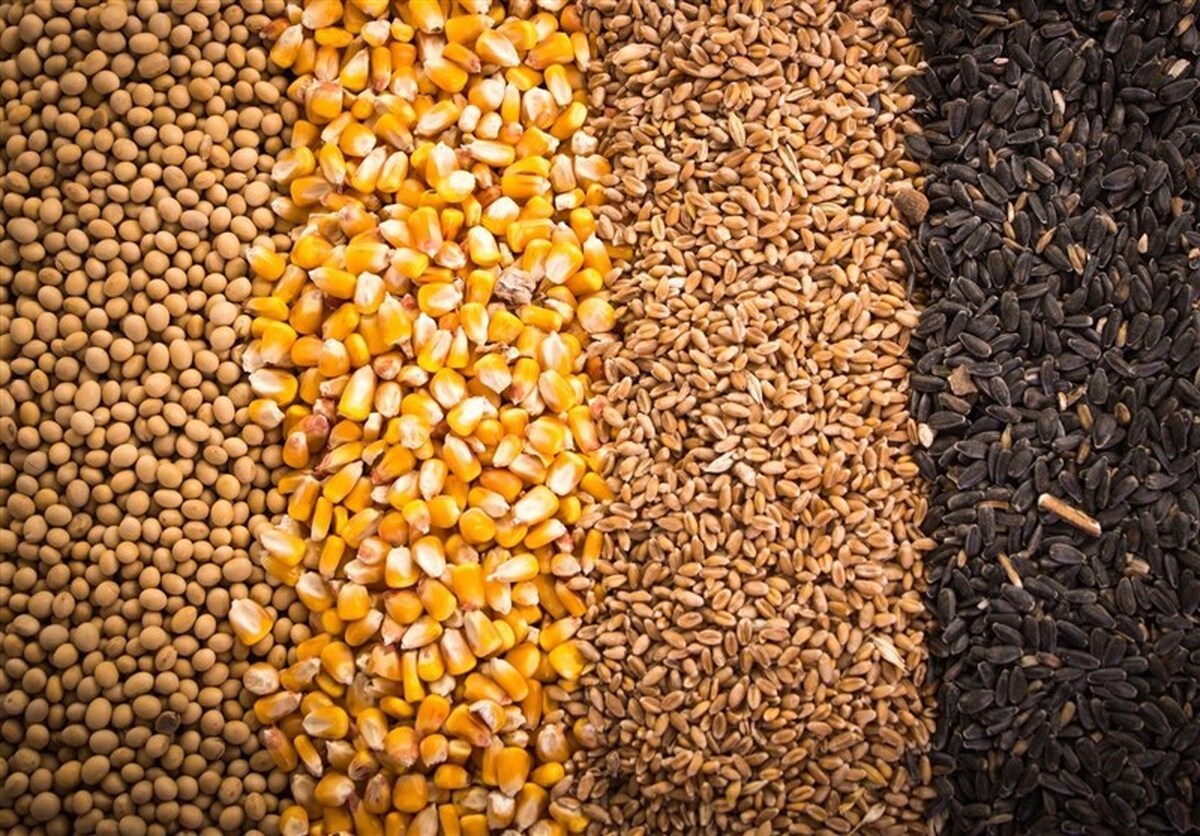 نهاده‌ دامی کشور تا پایان سال تامین است