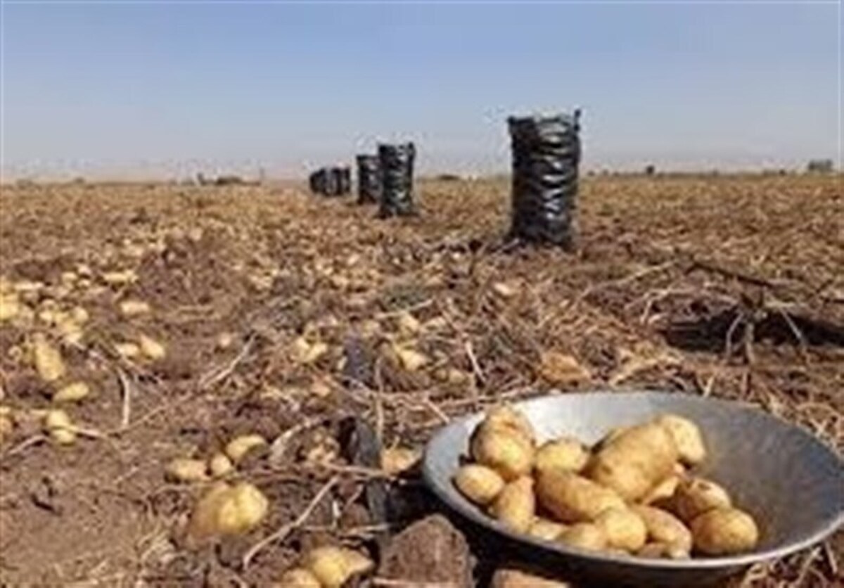 سودجویی دلالان در بازار سیبزمینی/ کشاورزان ورشکست شدند!