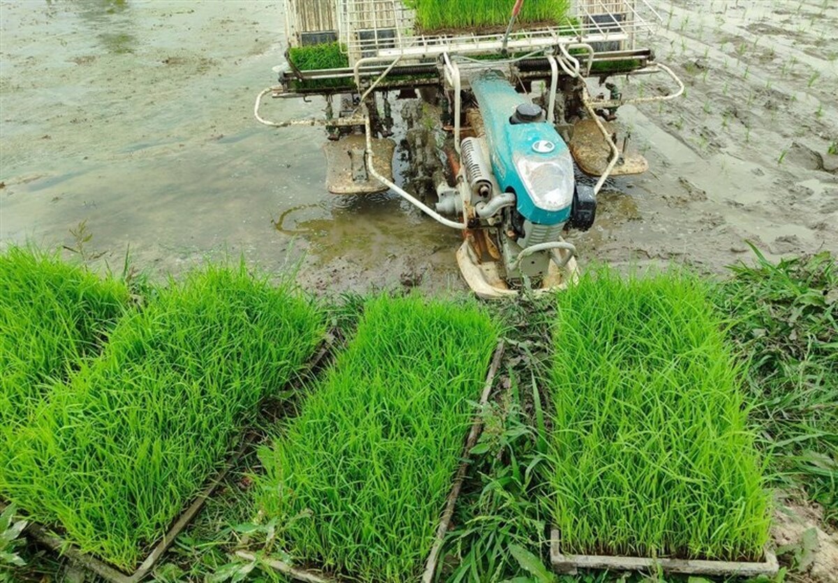 اما و اگر کشت دوم برنج در شالیزارهای شمال/ معیشت کشاورز یا تهدید منابع آبی؟