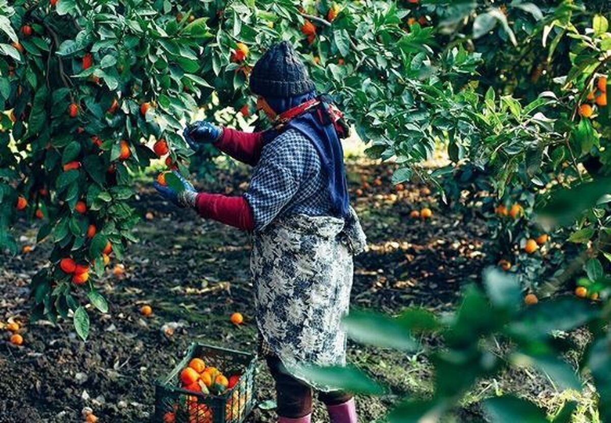 تهدید جدی مگس مدیترانه برای مرکبات/ وقتی باغ‌های شمال اسیر آفت می‌شوند