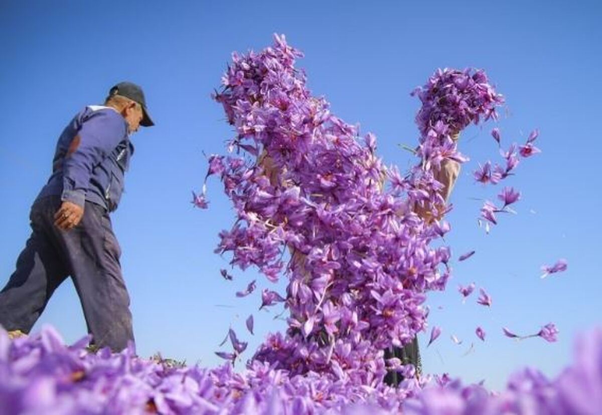 غربت زعفران ناب ایران در بازار جهانی