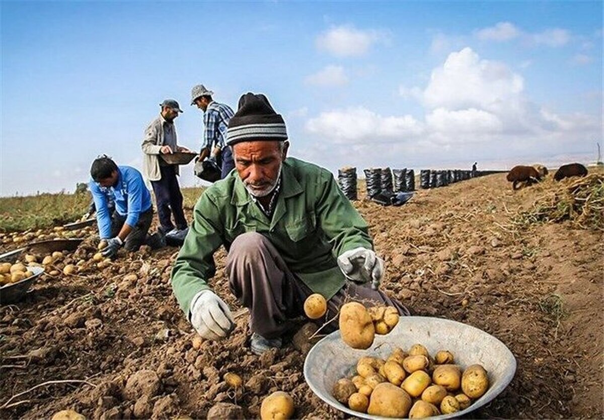 چالشهای کشاورزی در کردستان؛ از نبود تضمین خرید تا نفوذ دلالان