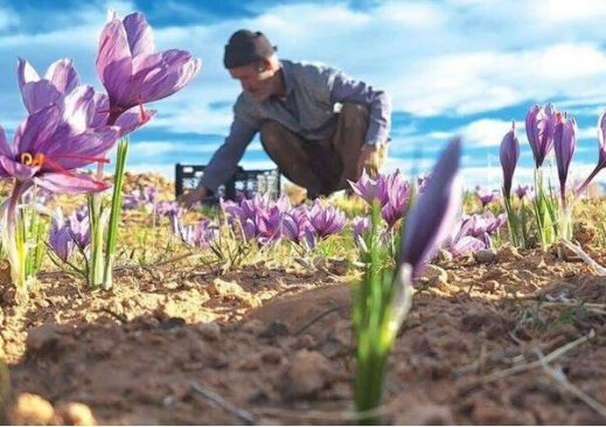 زعفران در بورس، کشاورز در بنبست؛ طلای سرخ در دوراهی صادرات و فرآوری
