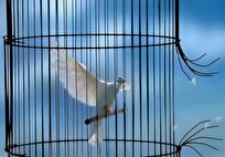 آزادی ۵ بانوی مددجوی زندان کاشان به مناسبت روز زن