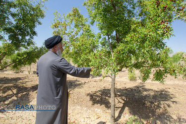 کمک جمعی از طلاب در برداشت محصول عناب به یکی روستاییان خراسان جنوبی