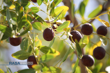 کمک جمعی از طلاب در برداشت محصول عناب به یکی روستاییان خراسان جنوبی