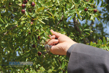 کمک جمعی از طلاب در برداشت محصول عناب به یکی روستاییان خراسان جنوبی