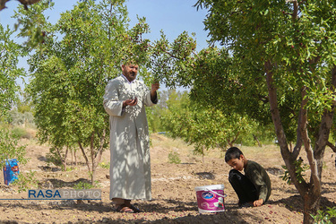 کمک جمعی از طلاب در برداشت محصول عناب به یکی روستاییان خراسان جنوبی