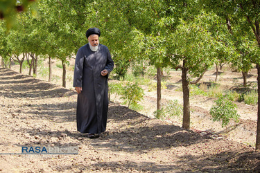 کمک جمعی از طلاب در برداشت محصول عناب به یکی روستاییان خراسان جنوبی