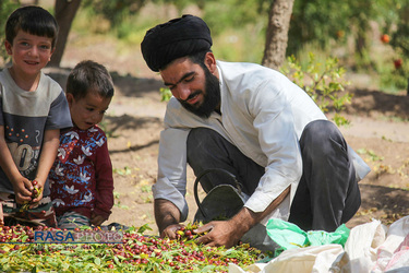 کمک جمعی از طلاب در برداشت محصول عناب به یکی روستاییان خراسان جنوبی