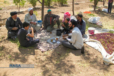 کمک جمعی از طلاب در برداشت محصول عناب به یکی روستاییان خراسان جنوبی