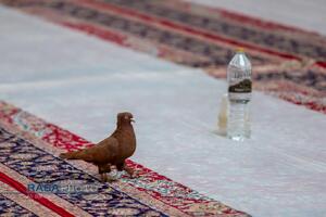 سفره افطاری حرم حضرت فاطمه معصومه (سلام‌الله‌علیها) در ماه مبارک رمضان